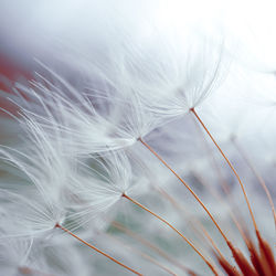 Close-up of white dandelion