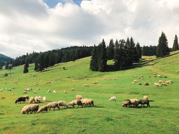 View of sheep on grassy field against sky