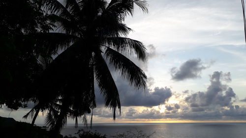 Silhouette palm trees on beach against sky during sunset