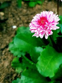 Close-up of pink flowering plant