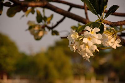 Close-up of white cherry blossom tree