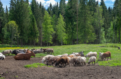Livestock, sheep and cows graze at the edge of the forest in the countryside. meat and dairy farm. 