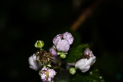 Close-up of flowers against blurred background