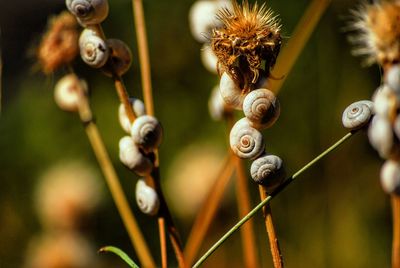 Close-up of snail on plant