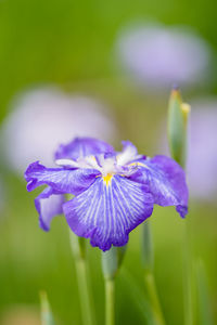 Close-up of purple iris flower