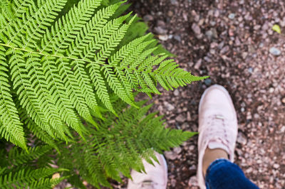 Low section of woman standing on land by plant