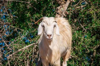 Portrait of a horse on field