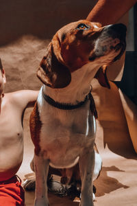 Close-up of dog sitting at home