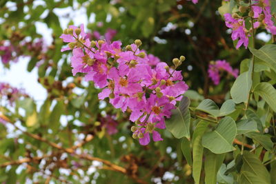 Low angle view of pink flowers blooming outdoors