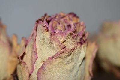 Close-up of wilted flower on plant