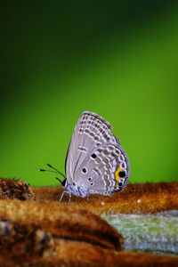 Close-up of butterfly