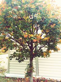 Plants growing on tree