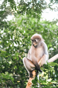 Close-up of monkey