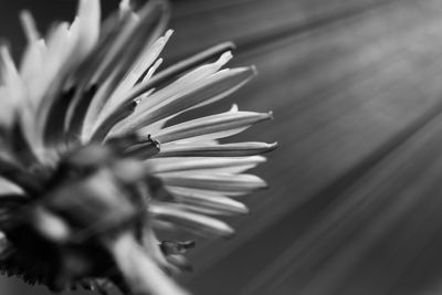 Close-up of flower