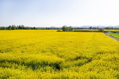 Scenic view of oilseed rape field against clear sky