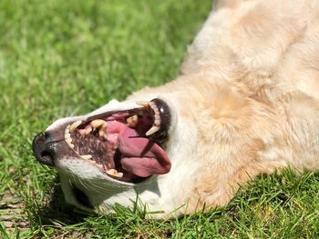 Close-up of a dog eating grass