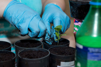 Hands with little pepper plant. growing, seeding, transplant seedling, homeplant, vegetables at home