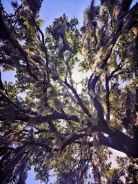 Low angle view of trees against sky