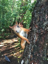 Squirrel on tree trunk