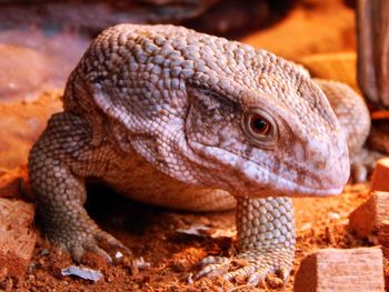 Close-up of lizard