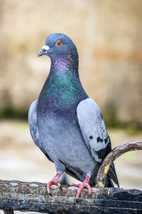 Close-up of pigeon perching on wood