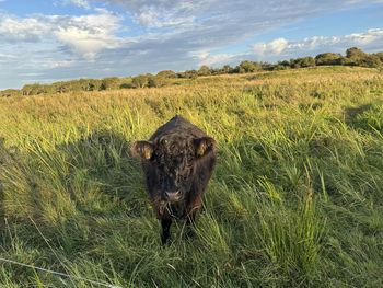 grassland