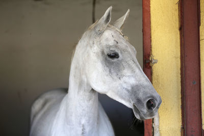 Close-up of white horse in stable