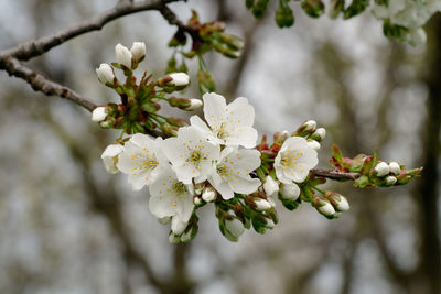 Close-up of white cherry blossom tree