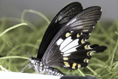 Close-up of butterfly