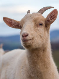 Close-up portrait of a rabbit