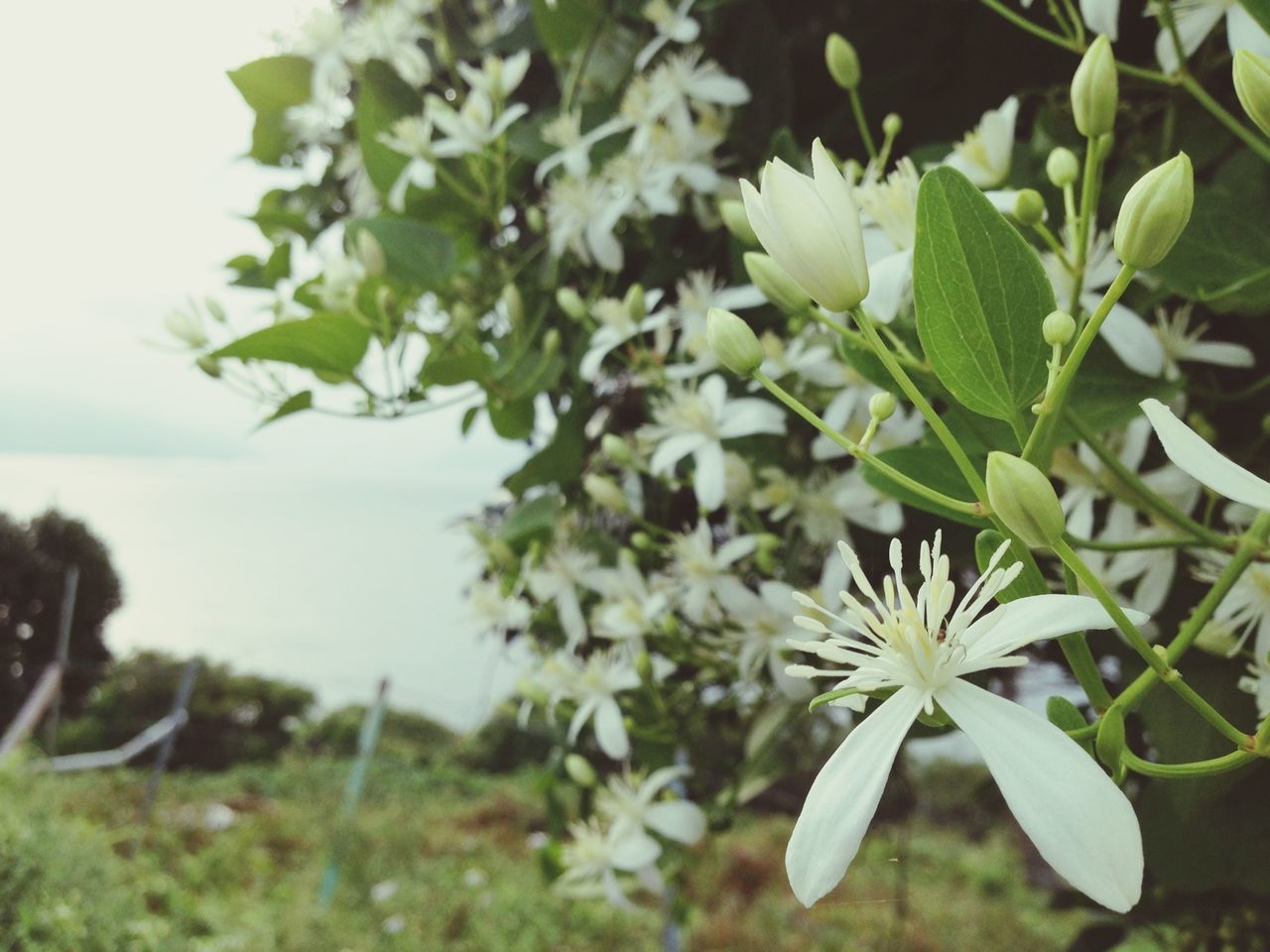 flower, growth, freshness, fragility, petal, white color, plant, beauty in nature, nature, focus on foreground, blooming, close-up, flower head, leaf, in bloom, green color, stem, day, blossom, outdoors