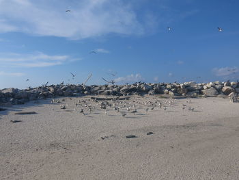 Flock of birds on beach