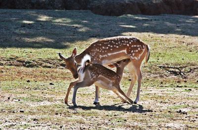 Side view of fawn feeding on mother deer standing on field