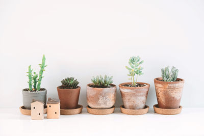 Close-up of potted plants against white background
