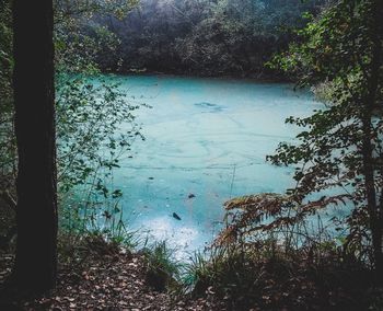 Reflection of trees in lake