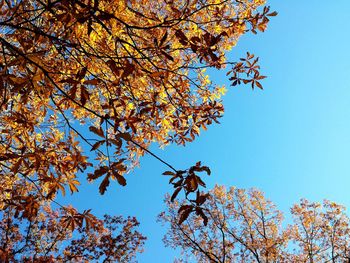 Low angle view of trees against clear sky