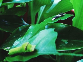 Close-up of insect on leaf