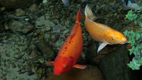 High angle view of fish swimming underwater