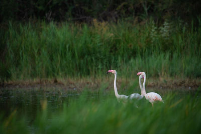 Swans in lake