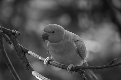 Close-up of bird perching on branch