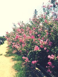 Pink flowers on tree