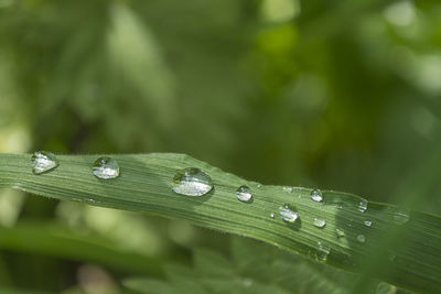 Close-up of drops on leaf