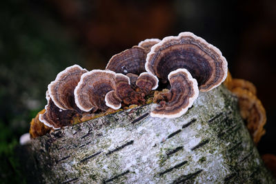 Close-up of mushrooms on tree trunk