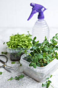 Assortment of micro greens on wooden table. healthy lifestyle