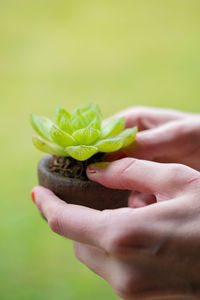 Cropped hand of woman holding flower
