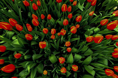 Full frame shot of red flowering plants