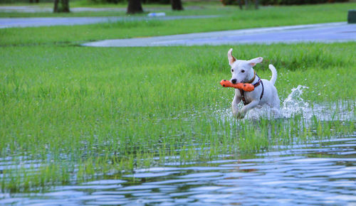 Dog in a water