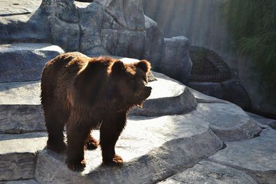 Bear on rock