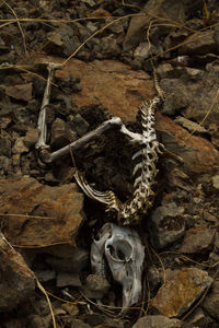 High angle view of animal skull