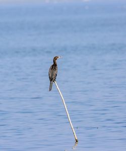 Bird perching on a sea